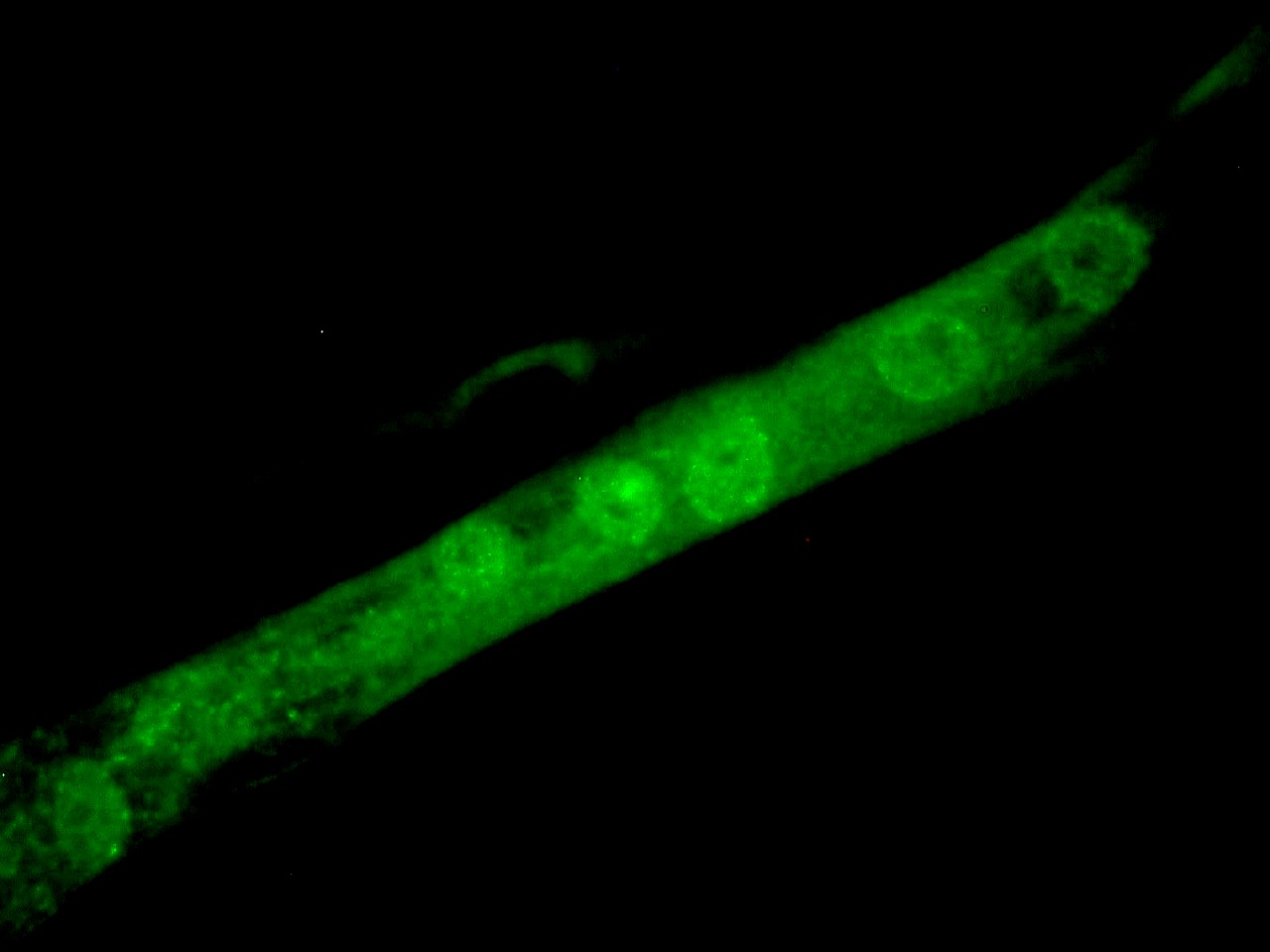 Figure 3. MyoD1 immunostaining of nuclei in MyoD1 transfected cells induced to undergo muscle cell differentiation.